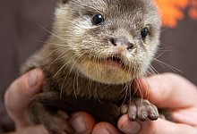 Im Tiergarten Kleve haben die Zwergotter Nachwuchs bekommen. Diese junge Zwergotter-Dame kam am 14. Juli zur Welt. - Manuel Funda/Tiergarten Kleve/dpa