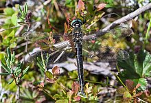 Alpen-Smaragdlibelle - Michael Post/BUND/dpa