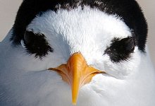 Australseeschwalbe - Darren Markin/Department of Conservation/dpa