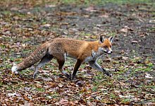 Fuchs - Christophe Gateau/dpa