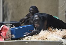Weihnachten bei den Bonobos - Franziska Kraufmann/Wilhelma/dpa