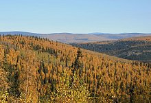 Herbstlich gefärbte Wälder in Alaska - Finn Huwald/dpa-tmn