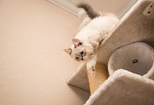 Eine Katze auf einem Kratzbaum - Christin Klose/dpa-tmn