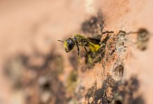 L&ouml;cherbiene - Christian Lademann/dpa