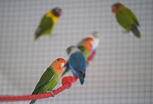 Vogel spitze und krumme Schn&auml;bel? - Marcus Brandt/dpa/dpa-tmn