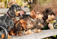 Hunde mit länglicher Schnauze - Roland Weihrauch/dpa