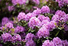 Blühende Rhododendren - Daniel Reinhardt/dpa/dpa-tmn