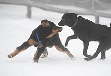 Max und Luna - Foto: Arne Dedert