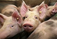 Schweine - picture alliance / dpa