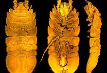 Neu entdeckte Meeresassel Austroniscus brandtae - Terue Kihara/Senckenberg Gesellschaft f&uuml;r Naturforschung/dpa
