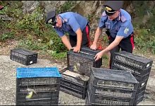 Illegaler Vogeltransport in Italien - ---/Carabinieri Reggio Calabria/dpa