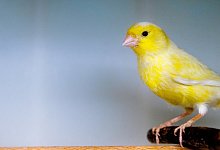 Kanarienv&ouml;gel besch&auml;ftigen - Foto: Markus Scholz