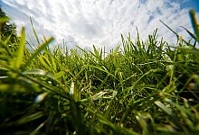 Rasen - Foto: Andrea Warnecke