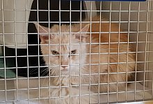 Notfall im Tierheim Eichenhof in Vlotho - Tierheim Eichenhof