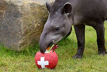 Tapir-Orakel Theo - Christoph Reichwein/dpa