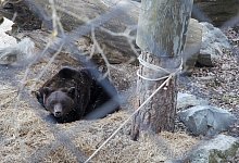 Freilichtmuseum Skansen in Stockholm - Foto: Steffen Trumpf/dpa