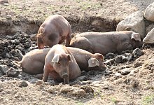 LA Duroc-Schweine - Cordula Gr&ouml;ne