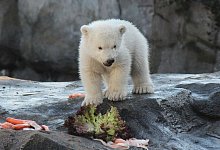 Eisb&auml;ren-Jungtier im Wiener Zoo erstmals im Au&szlig;engehege - Foto: Fabian Nitschmann/dpa