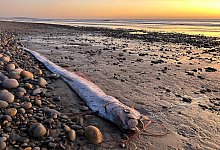 Riemenfisch in Kalifornien - Alison Laferriere/Scripps Institution of Oceanography/dpa