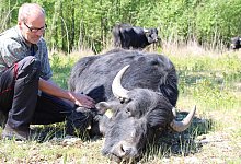 Großweideprojekt Müssen - 1 - Lorraine Brinkmann