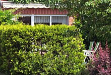 Hecke aus Nadelgeh&ouml;lz - Foto: Andrea Warnecke/dpa-tmn/dpa