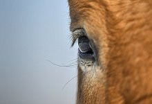 Angriff auf der Weide: Die Polizei ermittelt wegen eines schwer verletzten Pferdes im Bielefelder S&uuml;den. - NW