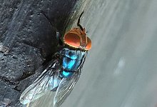 Neuwelt-Schraubenwurmfliege - Denise Bonilla/U.S. Department of Agriculture/AP/dpa