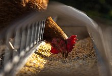 Das Gefl&uuml;gel im Kreis Paderborn darf wieder ins Freie. - Pixabay (Symbolfoto)