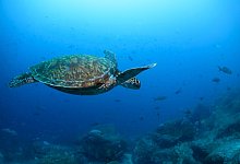 UN-Hochseeschutzabkommen - Alie Skowronski/AP/dpa