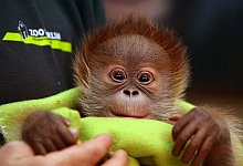 &Auml;ffchen mit Murmelaugen - Ralf Hirschberger/dpa-Zentralbild/dpa-tmn