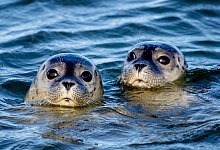 Seehunde - Hauke-Christian Dittrich/dpa