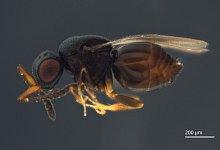 Neue Wespenart - Marina Moser/SMNS/dpa