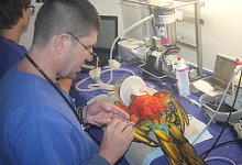 Papageiensprechstunde - Reinhold S&ouml;lter