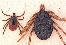 Gemeiner Holzbock und Hyalomma marginatum - Foto: dpa