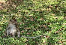 Langschwanzmakake - Carola Frentzen/dpa