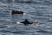 Whalewatching Fehmarnbelt - Carsten Rehder/dpa