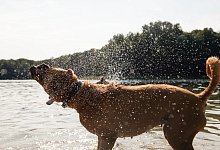 Hund badet - Foto: Robert G&uuml;nther/dpa-tmn