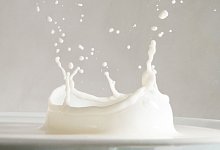 Mehr Tierwohl bei Milch - Foto: Franziska Gabbert/dpa-tmn