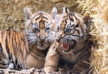 Tiger-Nachwuchs - Boris Roessler/dpa