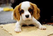 Das Foto eines niedlichen Welpen lässt manchmal Zweifel an einem seriösen Händler wegwischen. Aber es gibt Zeichen, die man nicht ignorieren sollte, etwa wenn im Vorfeld Geld für Transport, Futter oder eine Versicherung verlangt werden. - Franziska Gabbert/dpa-tmn