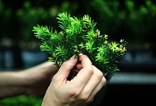 Eine Frau hält eine kleine Eibe in den Händen - Ina Fassbender/dpa-tmn