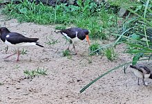 austernfischer-jungtier-mit-eltern_foto-uwb - 1 - Umweltbetrieb Bielefeld