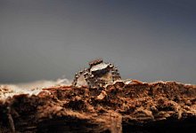 Spinne - J Schubert/AAP/dpa