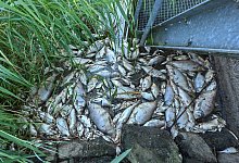 Fischsterben in der Oder - Patrick Pleul/dpa