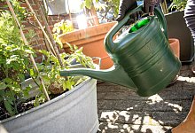 Pflanzen giessen und düngen - Christin Klose/dpa-tmn