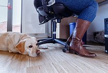B&uuml;rohunde brauchen &Uuml;bung - Foto: Markus Scholz