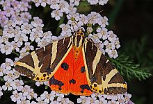 «Spanische Flagge» ist Schmetterling des Jahres - T.Laußmann/BUND/dpa