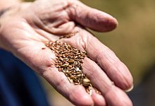Leinsamen in der Hand einer Frau - Frank Hammerschmidt/dpa/dpa-tmn