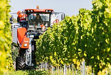 Weinlese - Foto: Philipp von Ditfurth/dpa
