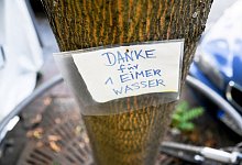 Dankbarer Abnehmer: Gerade jüngere Bäume brauchen in Trockenperioden Gießhilfe. - Arne Dedert/dpa/dpa-tmn